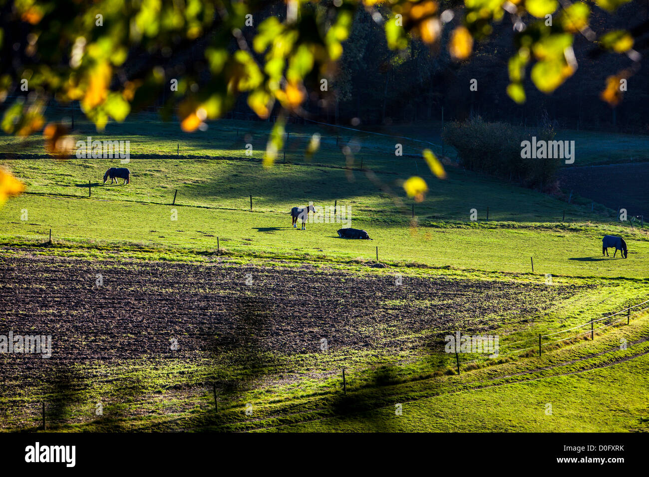Horses on a meadow, horse pasture in fall, near Hattingen, Germany. Stock Photo