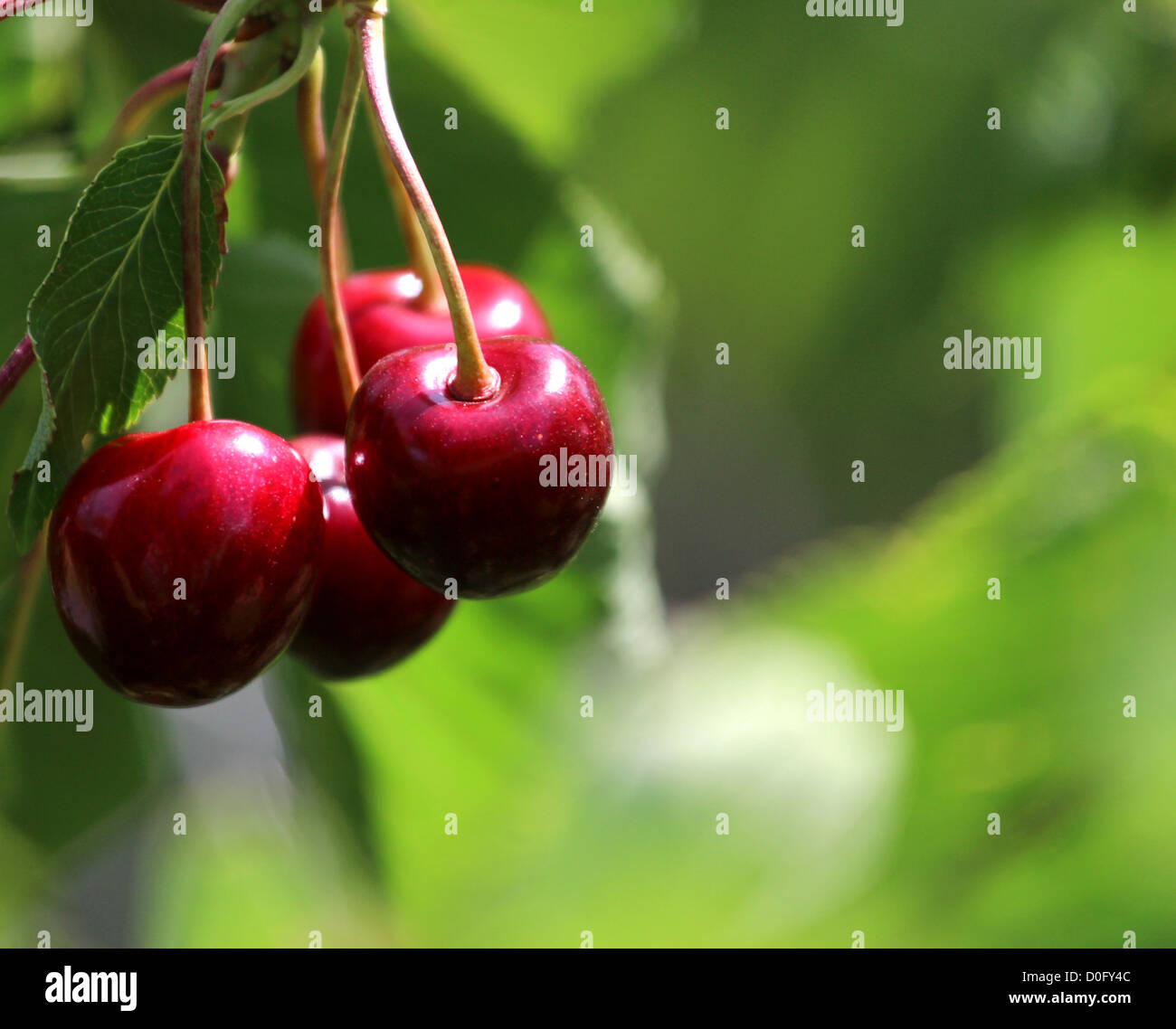 nice red cherry on the summer green tree Stock Photo