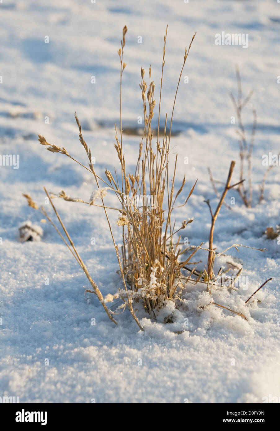 A bunch of dry grass in winter Stock Photo Alamy