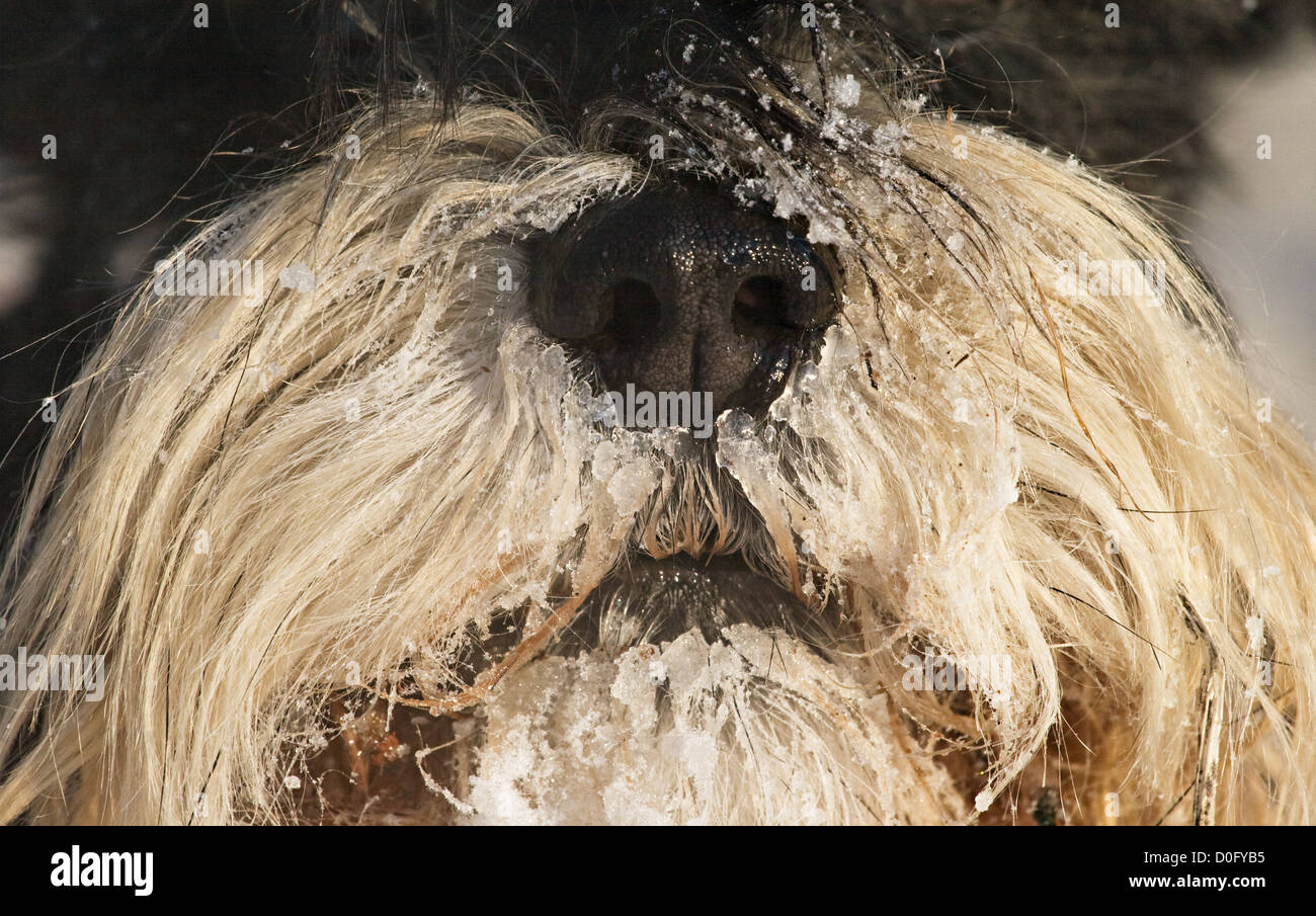Close-up of a dog's snout covered with snow Stock Photo