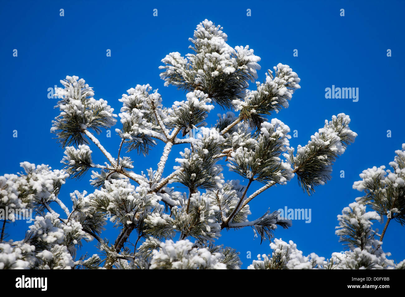 Pine-tree in winter against clear blue sky Stock Photo - Alamy