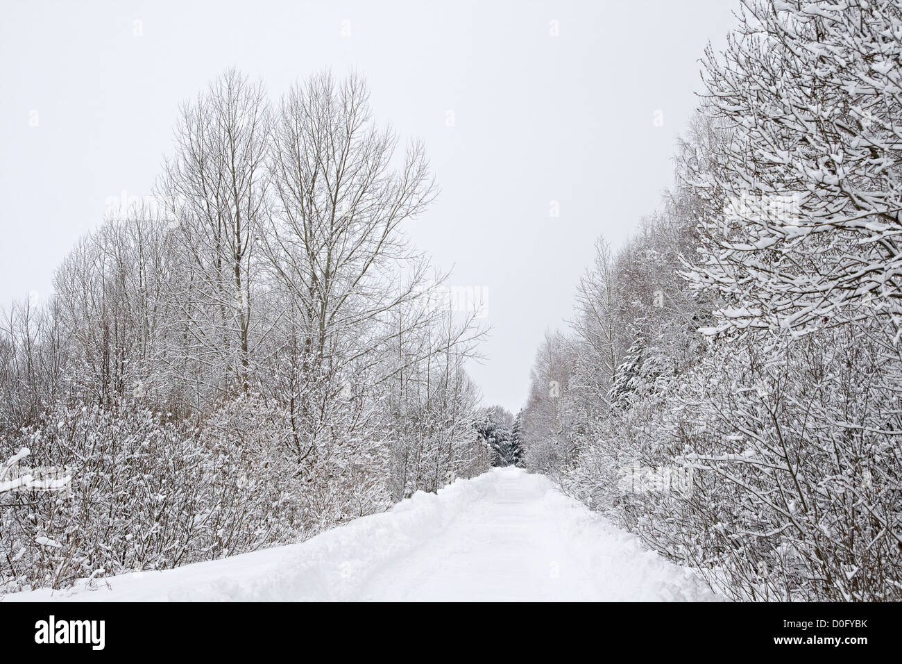 A path between trees covered with snow Stock Photo - Alamy