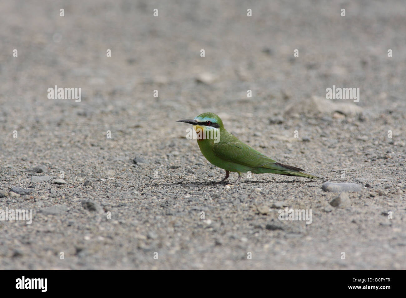 blue-cheeked bee-eater perching on ground Stock Photo