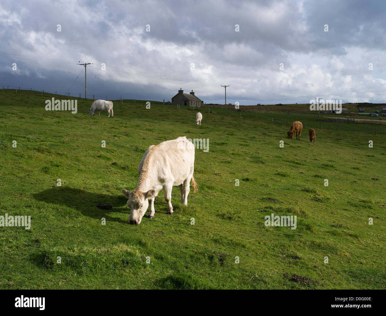 dh Beef cattle cows grazing FARMING ORKNEY Cow eating in field croft cottage farm Scotland farmland uk feeding grass Stock Photo