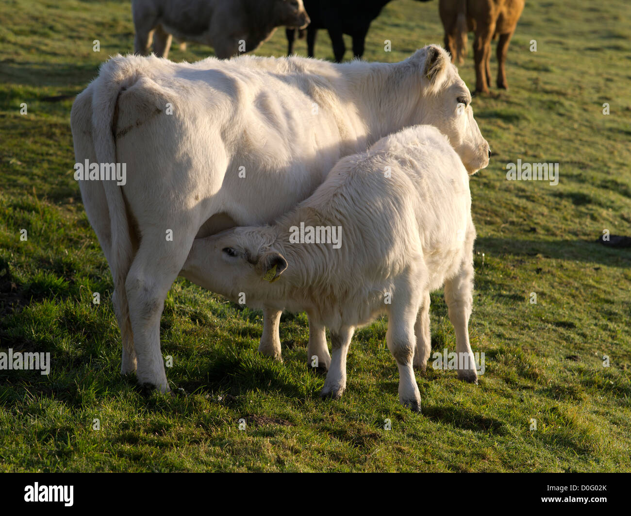 dh Cattle ANIMALS UK White Charolais cross cow feeding young calf cows suckler Stock Photo