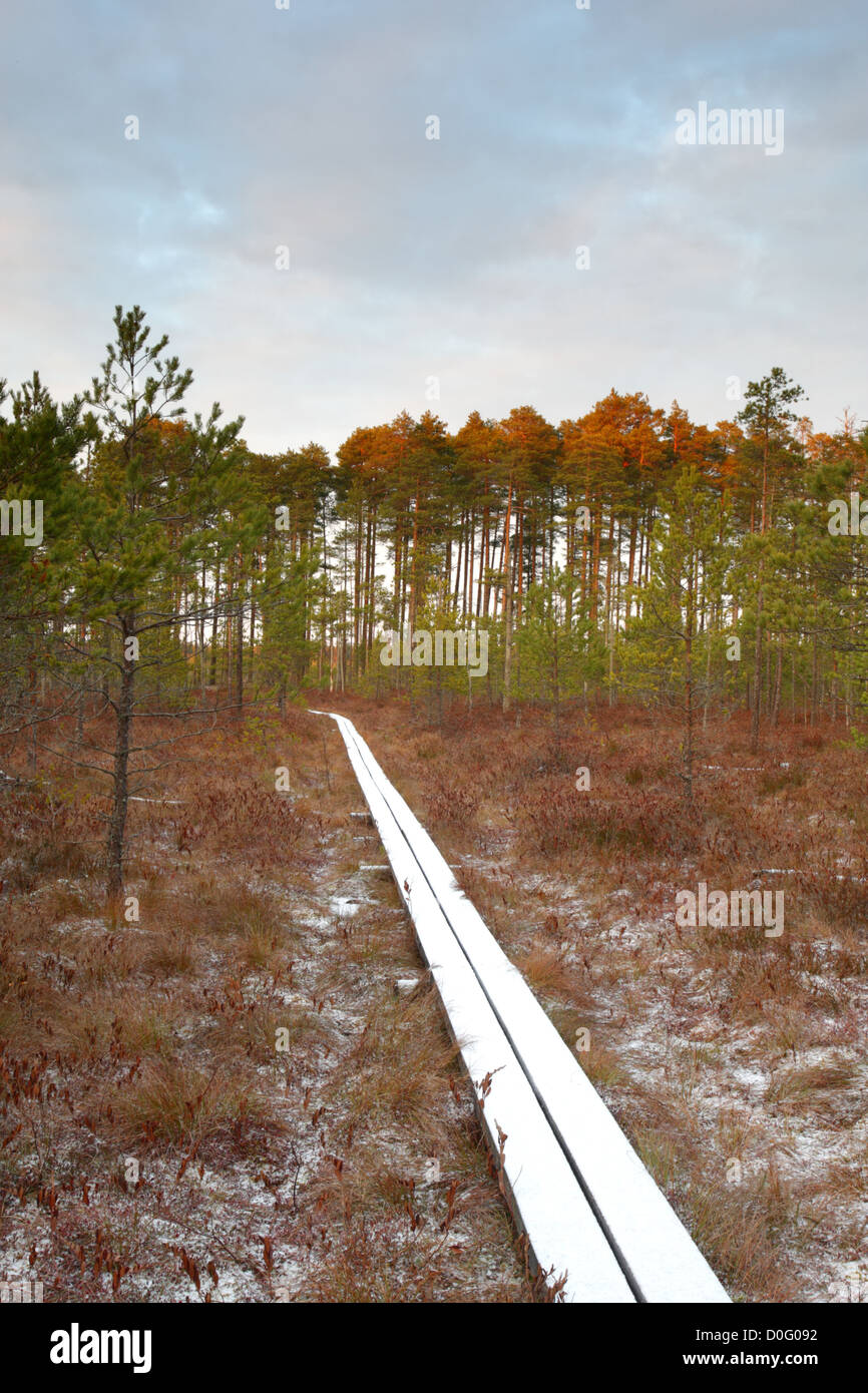 Wooden nature trail in Alam-Pedja Nature Reserve, Estonia, Europe. Stock Photo