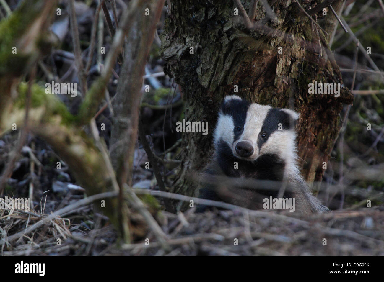 European Badger (Meles meles) looking out from his hole. Europe Stock Photo