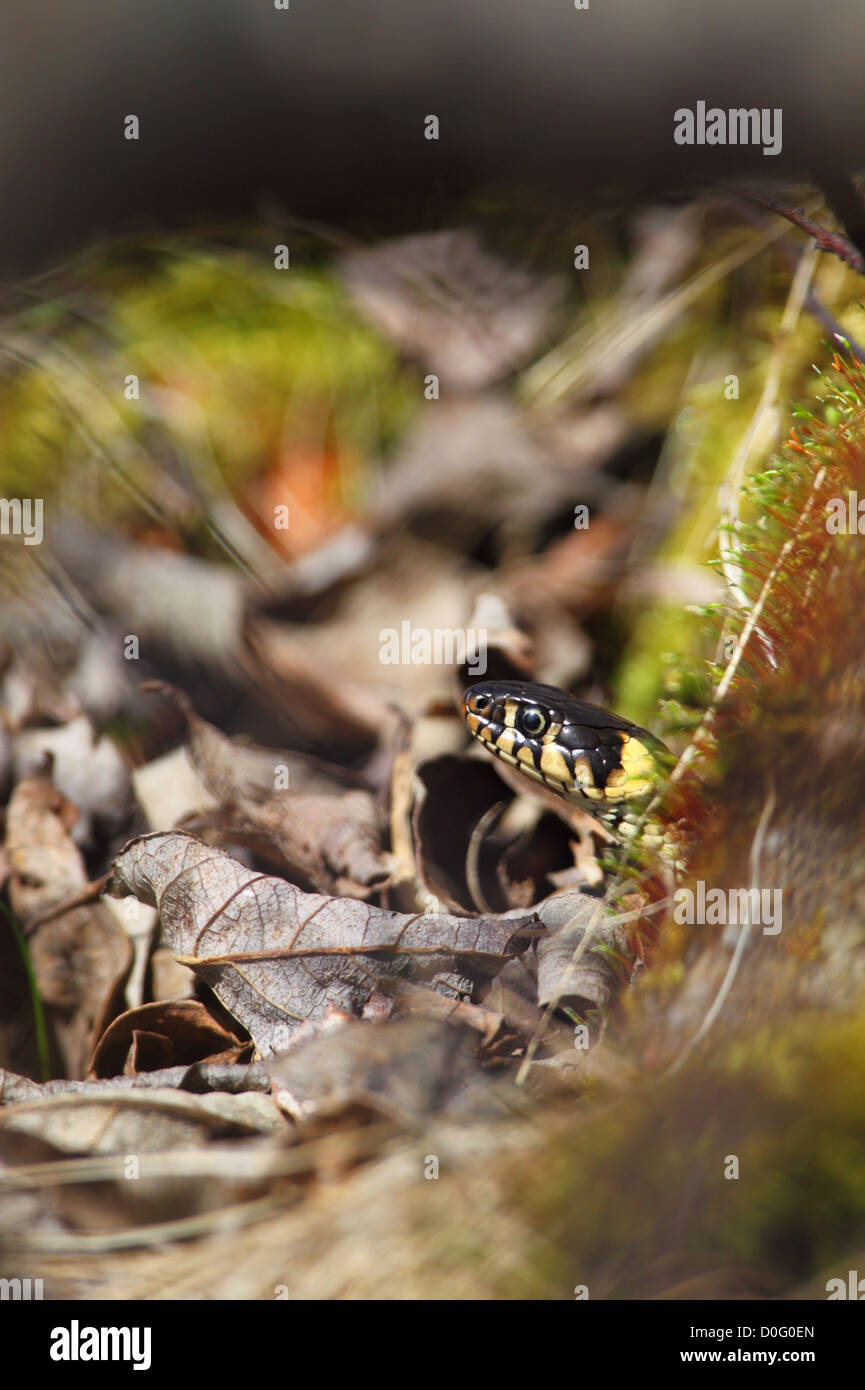 Grass Snake (Natrix natrix) peeking out. Europe, Estonia Stock Photo