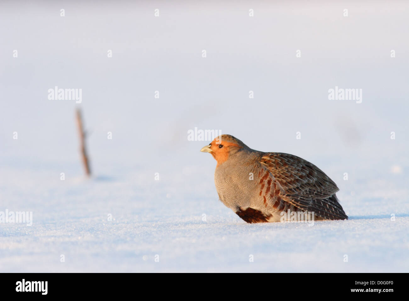 Portrait of wild Grey Partridge (Perdix perdix), Europe Stock Photo - Alamy