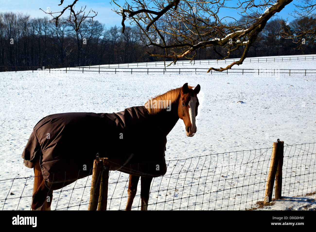 horse in warm blanket on winter pasture covered with snow Stock Photo