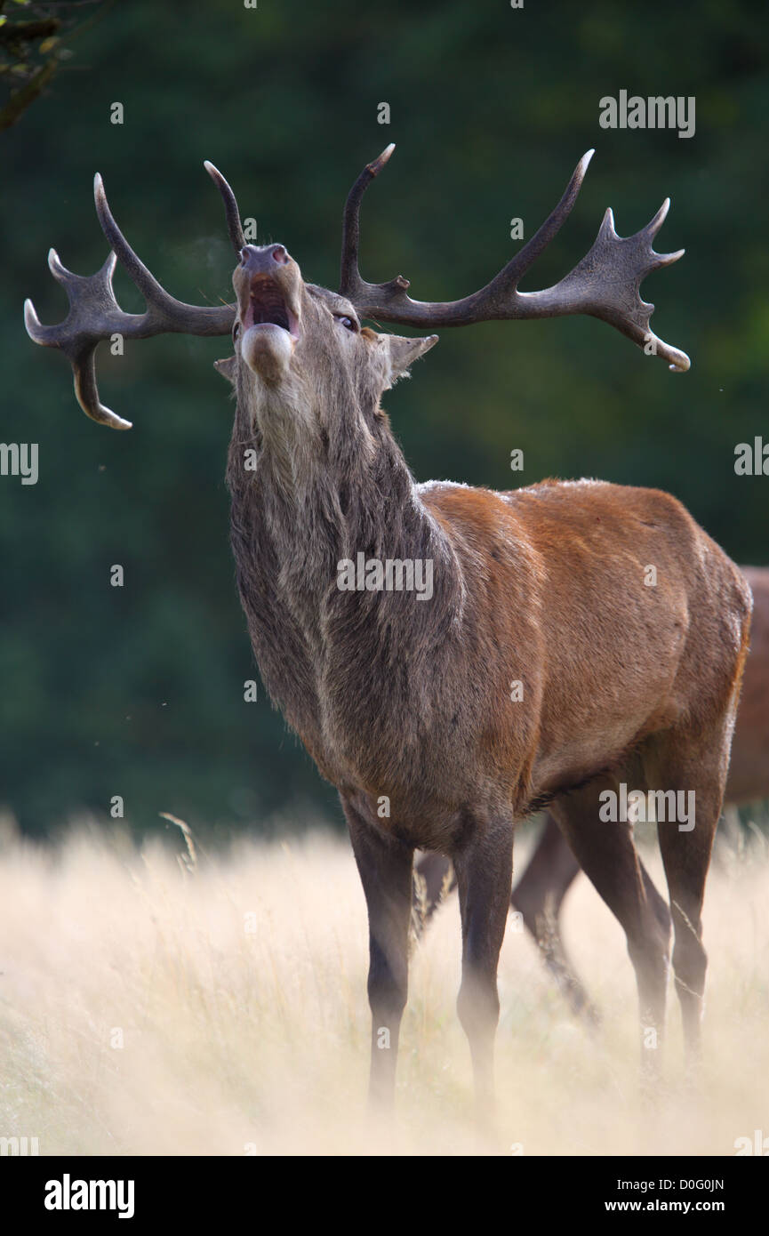 Rutting Red Deer (Cervus elaphus), Europe Stock Photo