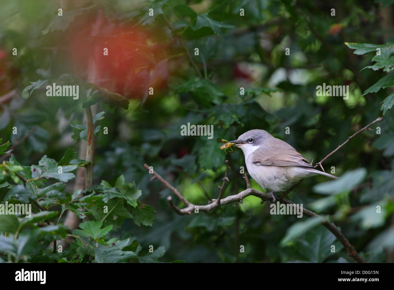 Lesser Whitethroat (Sylvia curruca) with a little insect. Europe Stock Photo