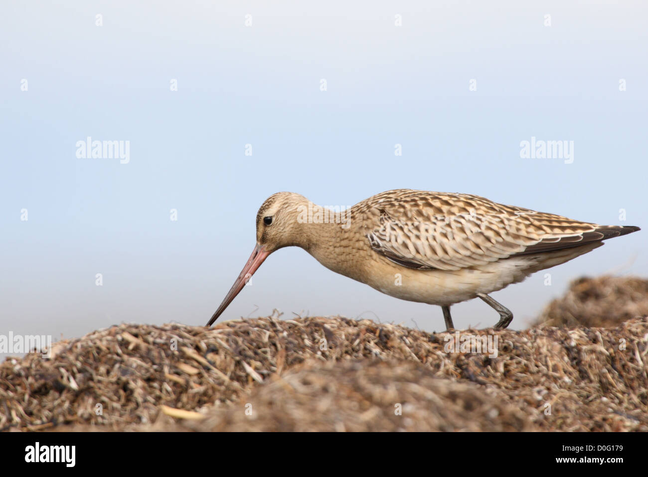 Bar-tailed Godwit (Limosa lapponica) at Baltic sea shore, Europe. Stock Photo