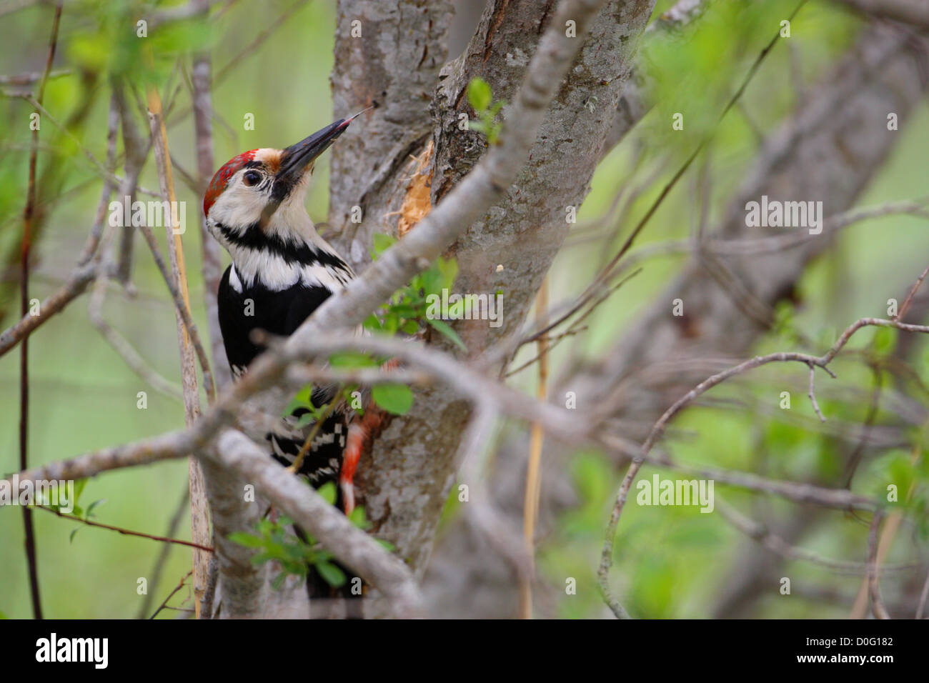 Male White-backed Woodpecker (Dendrocopos leucotos), Estonia Stock Photo