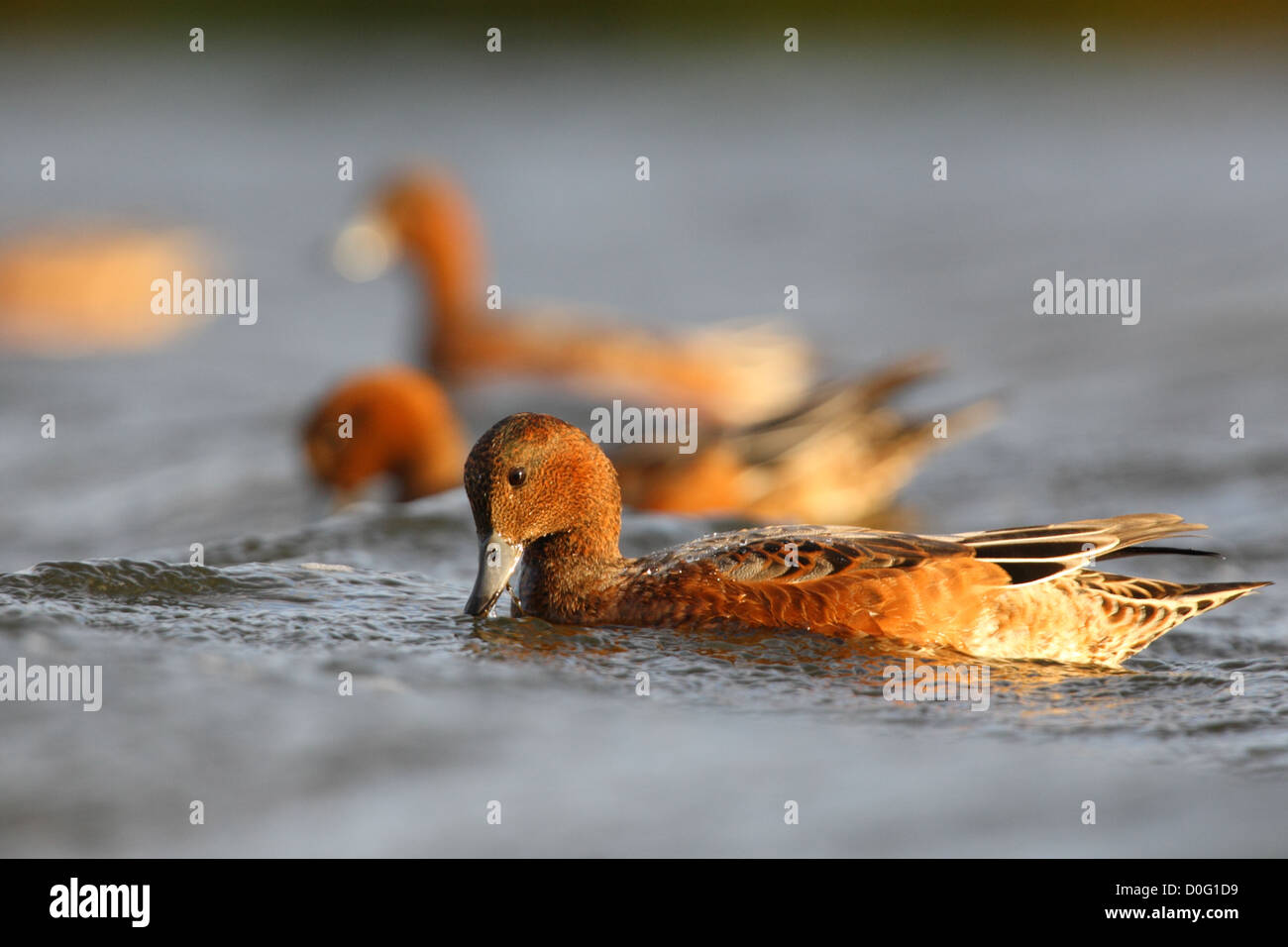 Wigeon's (Anas penelope) feeding, Europe Stock Photo