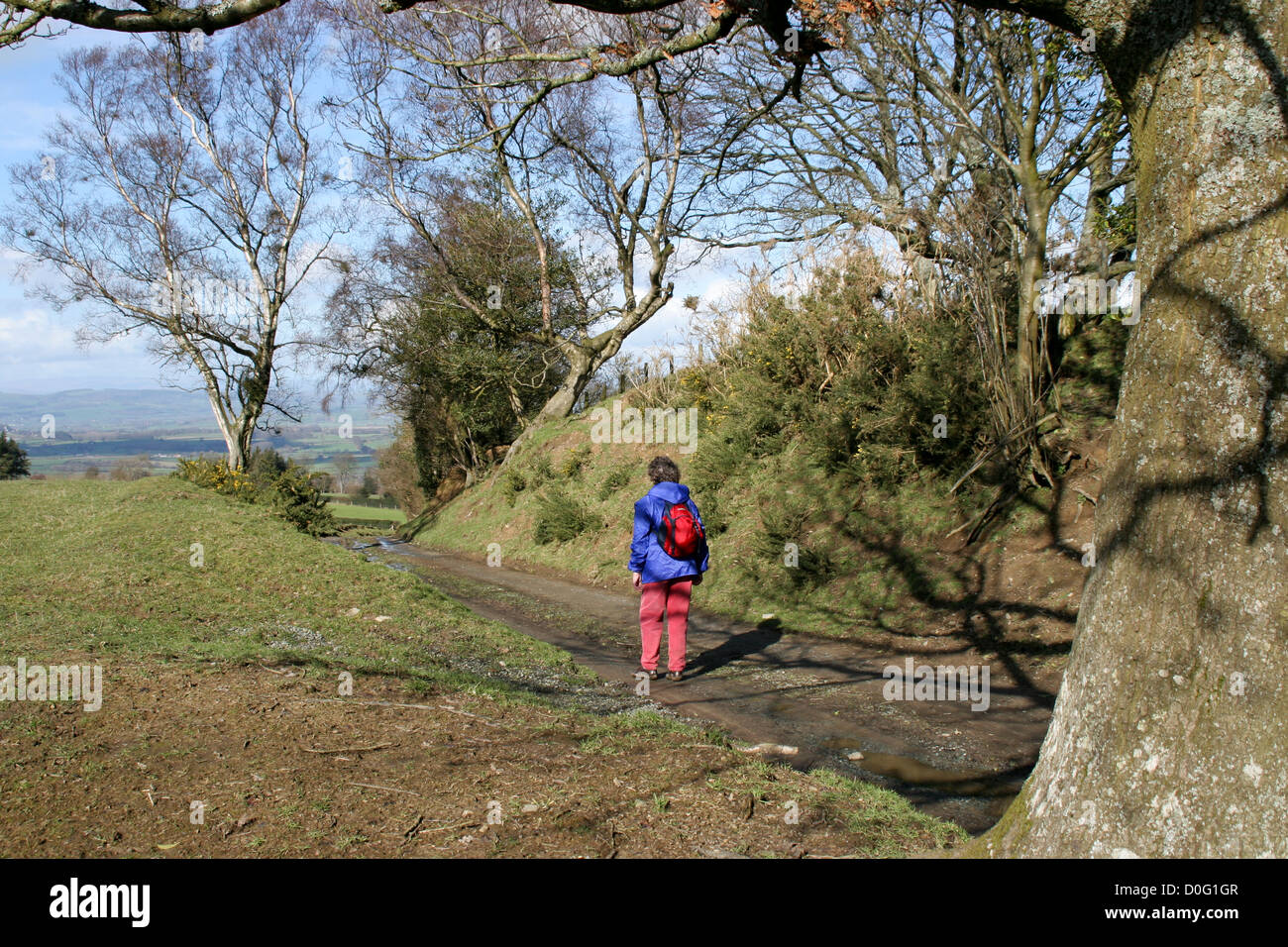 Offa's Dyke Path with walker leaving Kerry Ridgway Shropshire England UK Stock Photo
