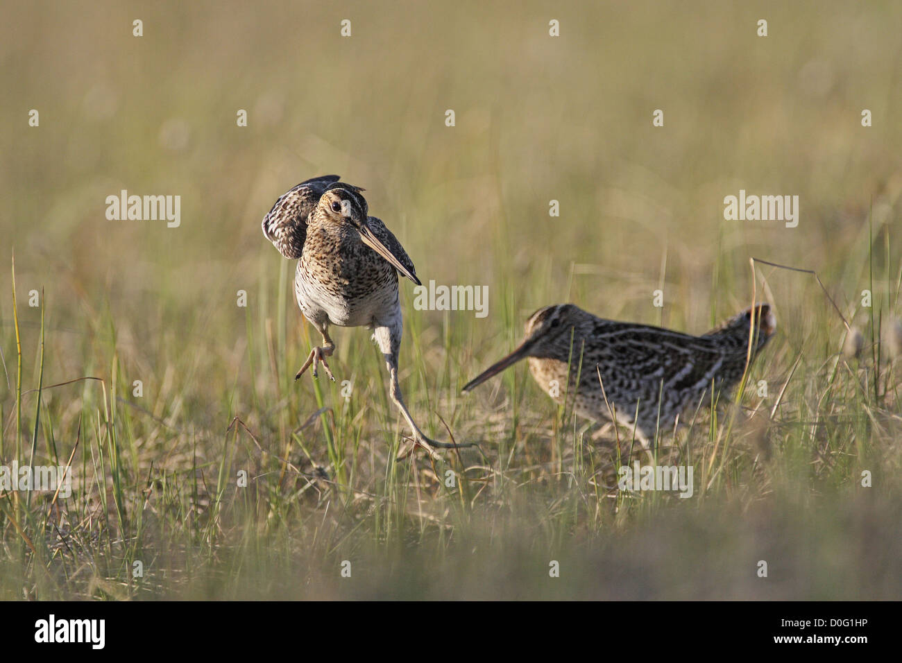 Great snipe lekking in Scandinavian mountain Stock Photo