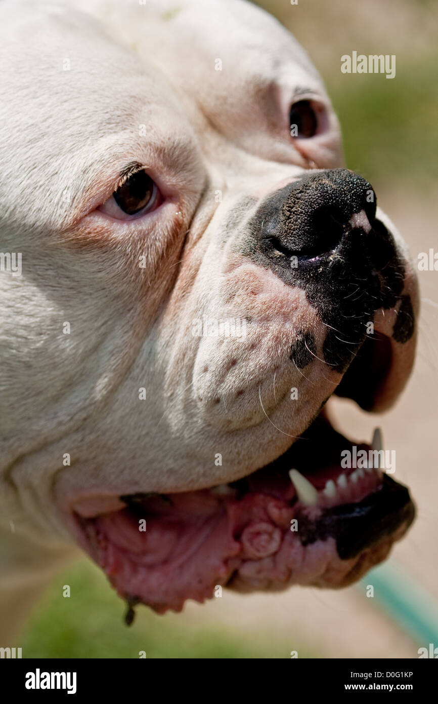 american bulldog aggressive