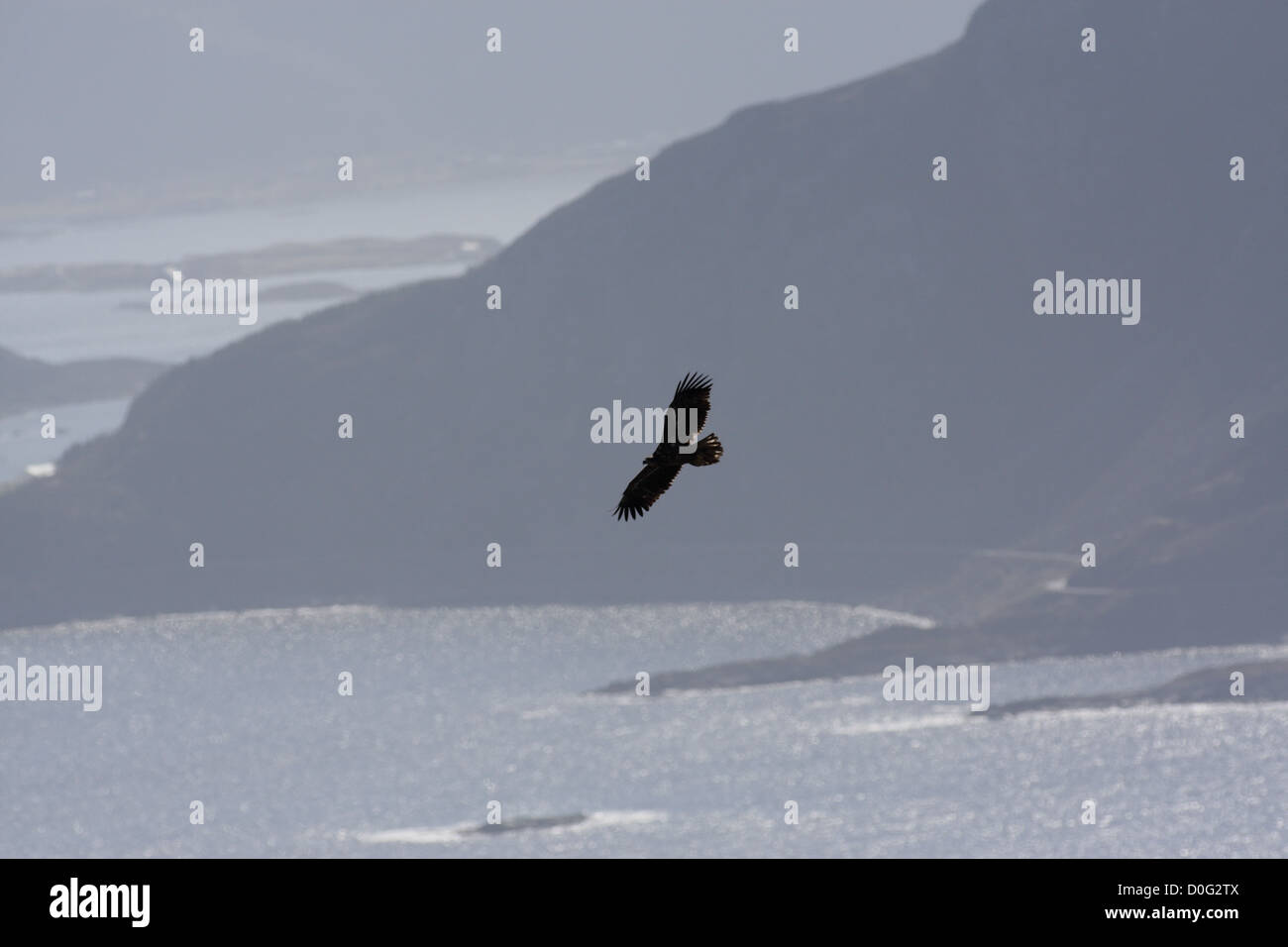 sea eagel soaring over sea in west coast of Norway Stock Photo