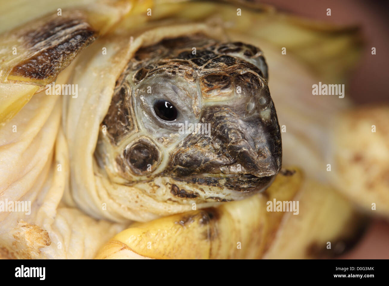 Russian Field Tortoise Stock Photo