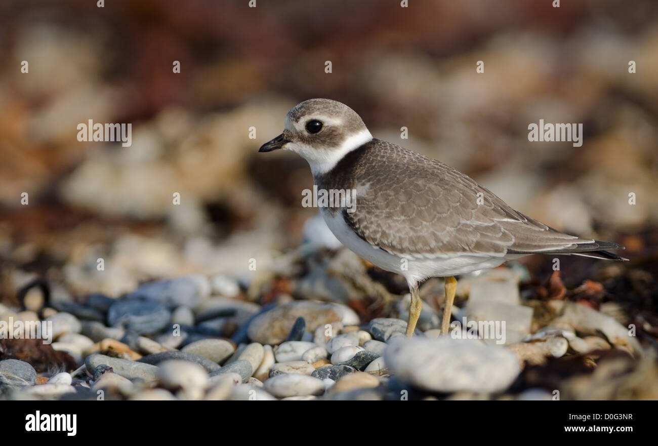 Charadrius hiaticula, Ringed Plover foraging for food on Marazion beach Stock Photo