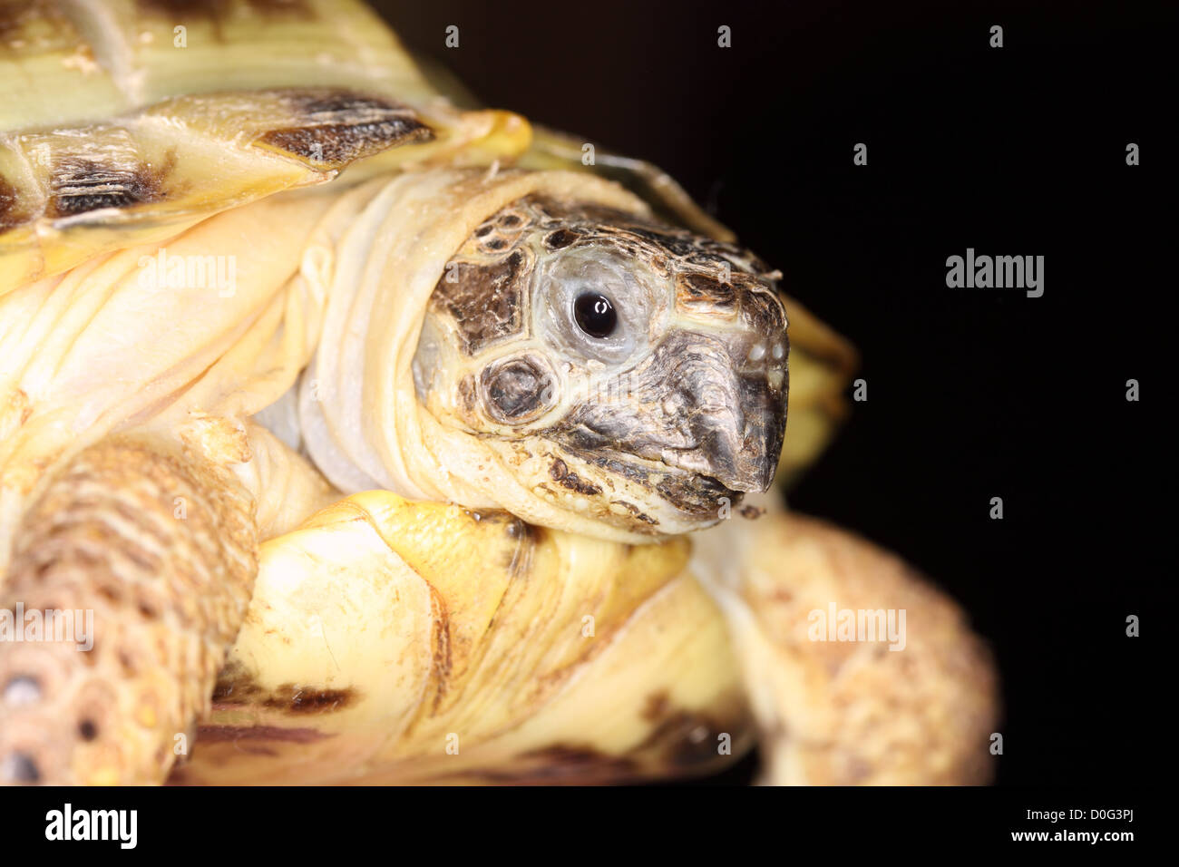 Russian Field Tortoise Stock Photo