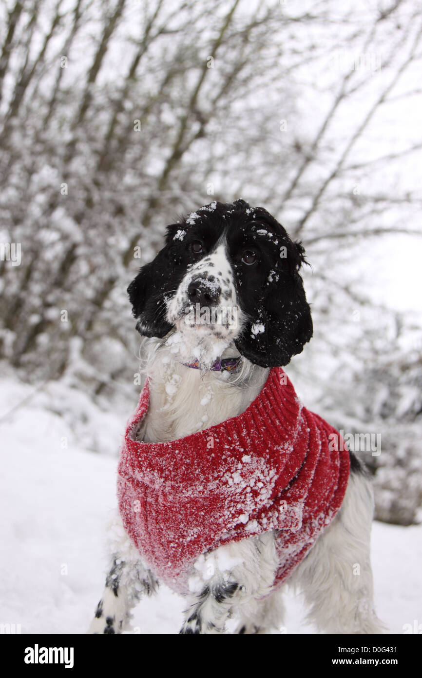 cocker spaniel winter coat