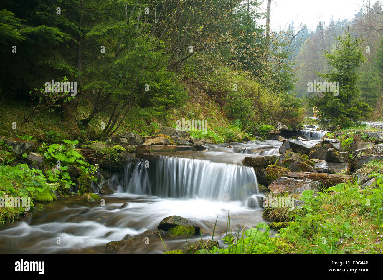 Beautiful forest landscape with rapid flowing brook Stock Photo - Alamy