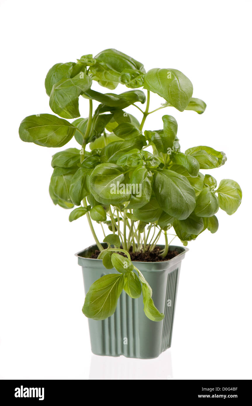 green Ocimum basilicum basil plant Stock Photo