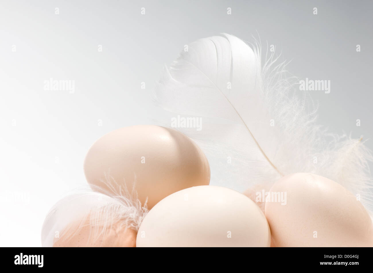 Fresh eggs heap and white fluffy feather Stock Photo