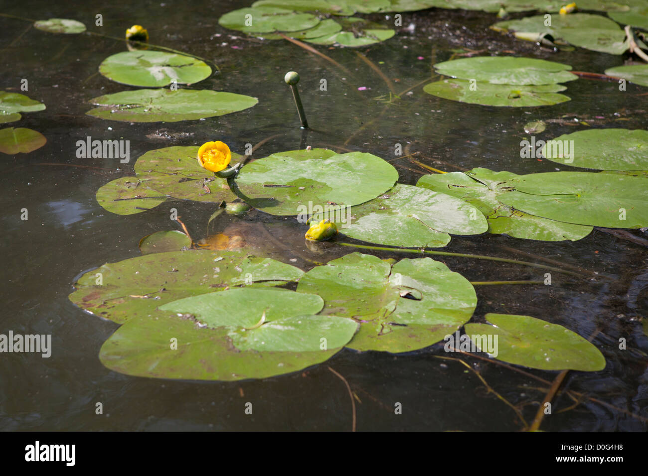Water lilies close up at National Park 'de Biesbosch'  in the Netherlands Stock Photo