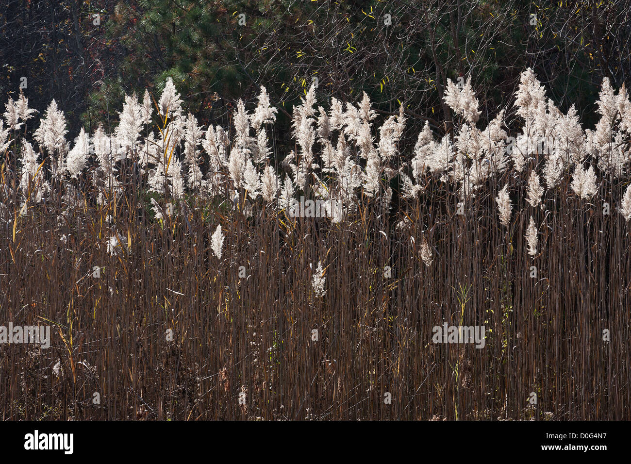 A field of Prairie Cord-grass (Spartina pectinata) Stock Photo