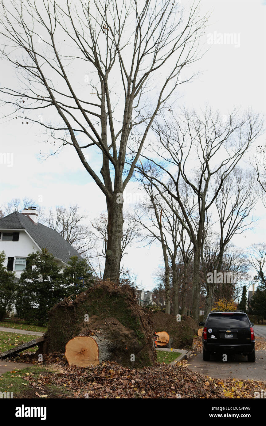 Trees along house numbers 49 and 51 Locust Street in Garden City, NY await cleanup after falling from winds from Tropical Storm Stock Photo