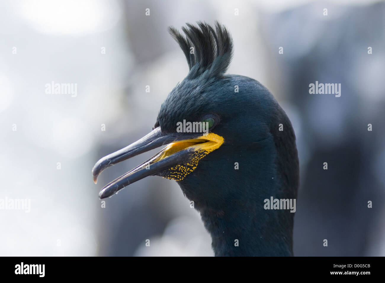 Close-up of Shag (Phalacrocorax aristotelis) in summer breeding plumage. Stock Photo