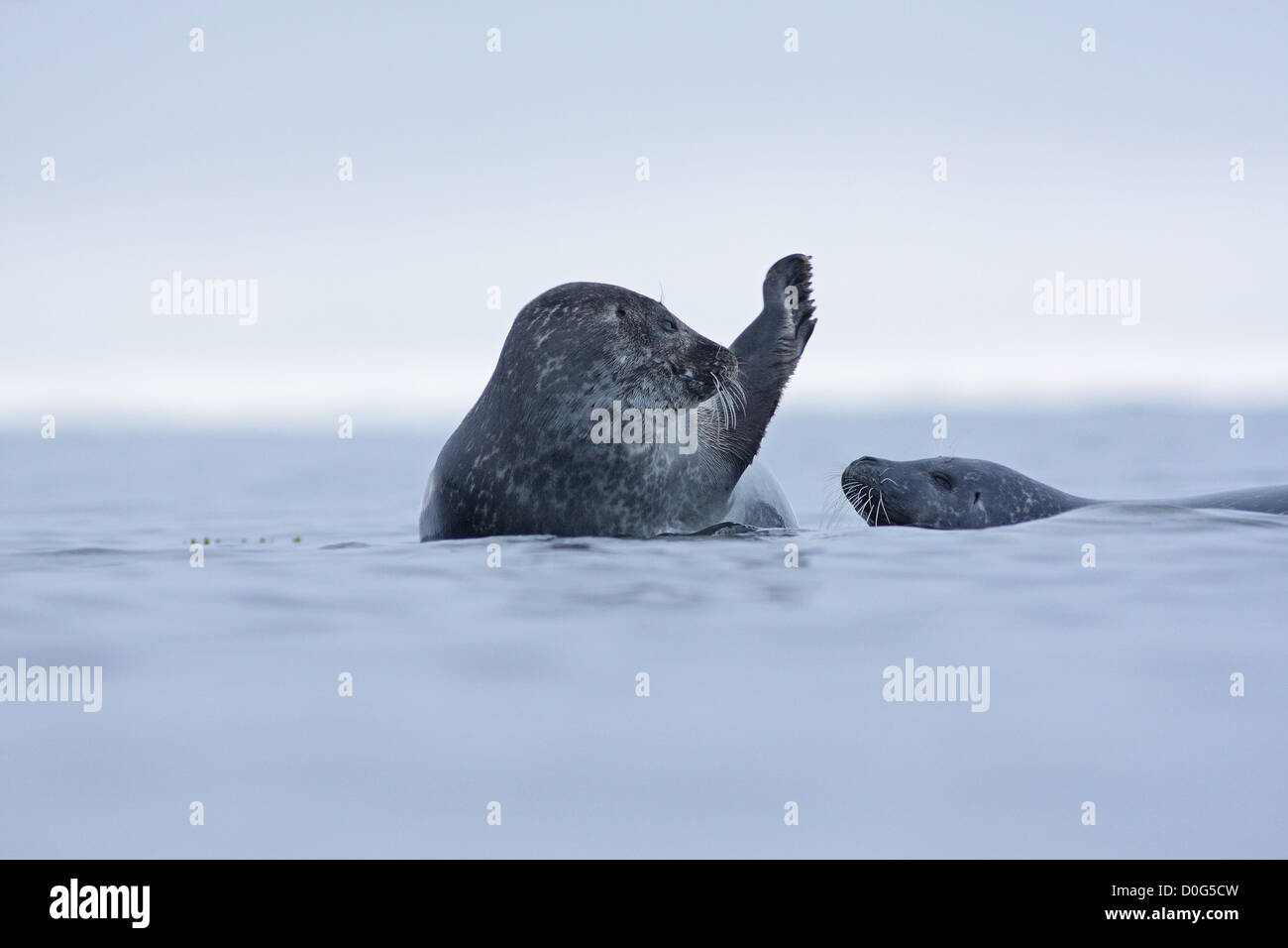 seals resting on rocks in sea Stock Photo