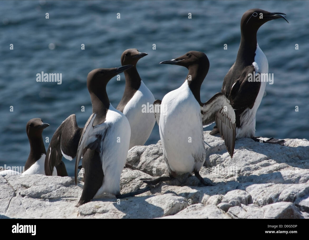Guillemots on rocky shore, showing the normal form and the 'bridled' form with a white ring round the eye and stripe behind it. Stock Photo