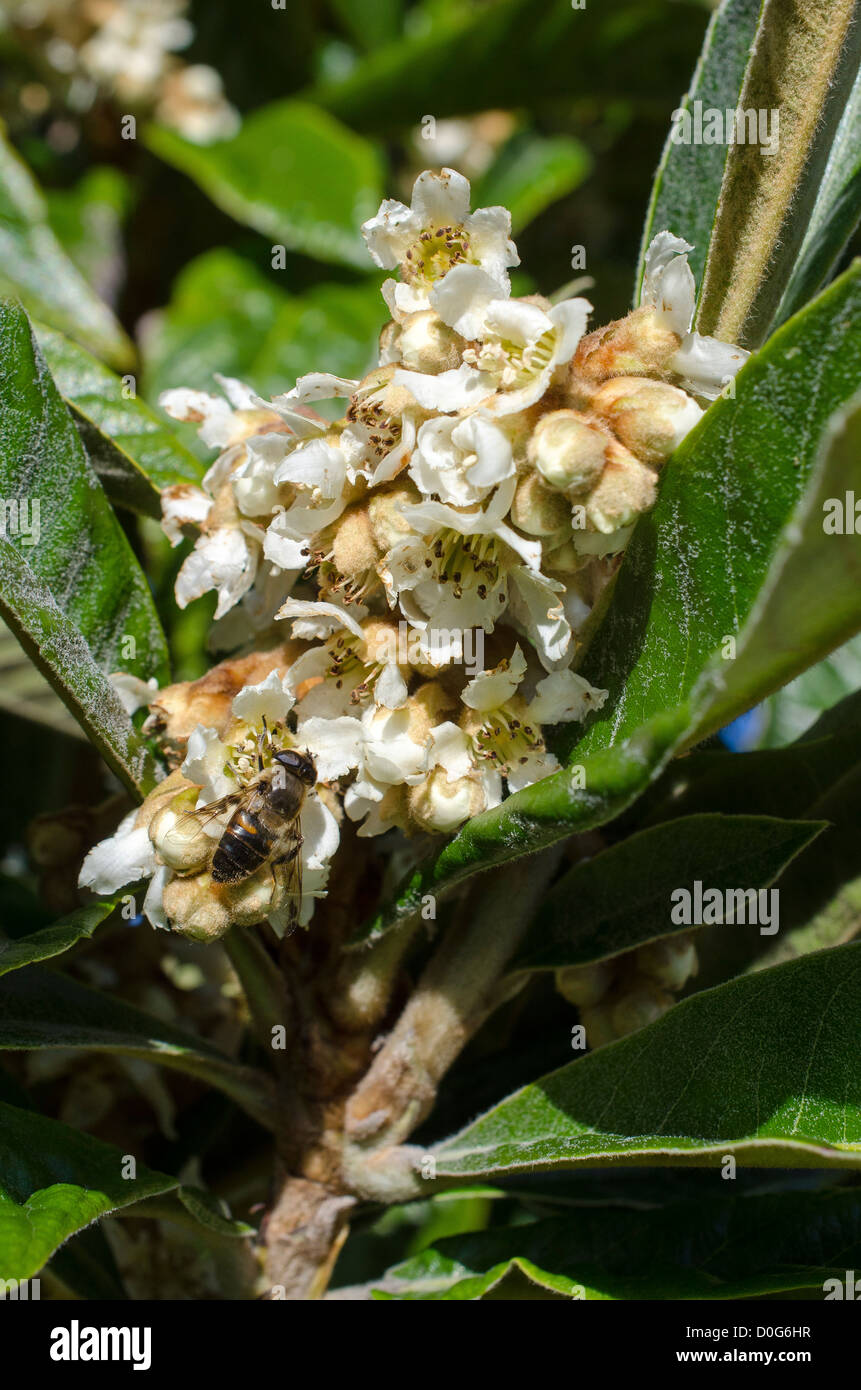 Flower of Loquat  tree (Eriobotrya japonica ) with one Eristalis (tenas or pertinax) on Stock Photo