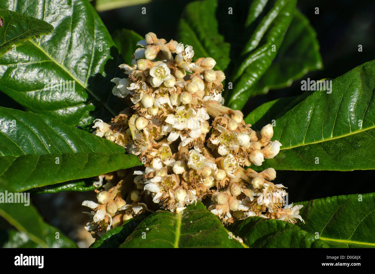 Loquat  tree (Eriobotrya japonica ) in flower Stock Photo