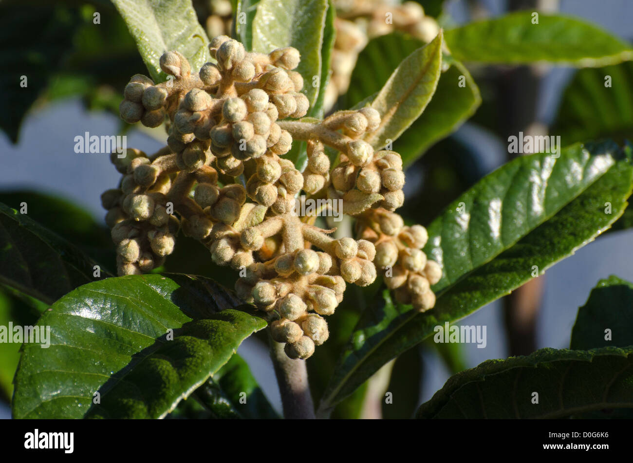 Loquat  tree (Eriobotrya japonica ) in flower Stock Photo