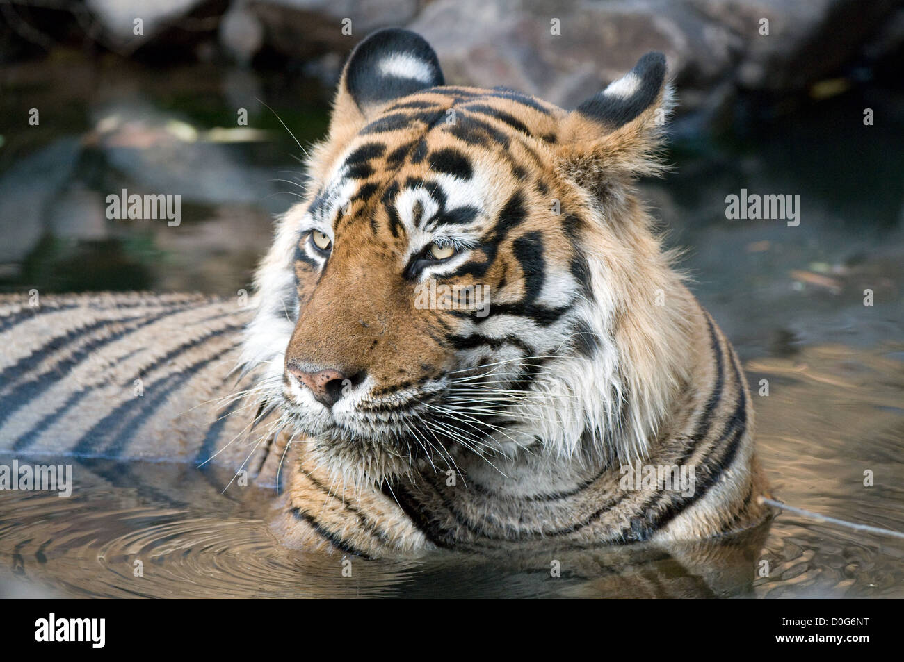 Male tiger bathing in pool Stock Photo - Alamy