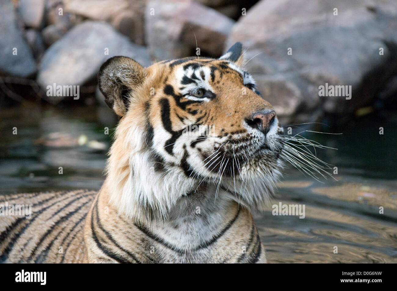 Male tiger bathing in pool Stock Photo - Alamy