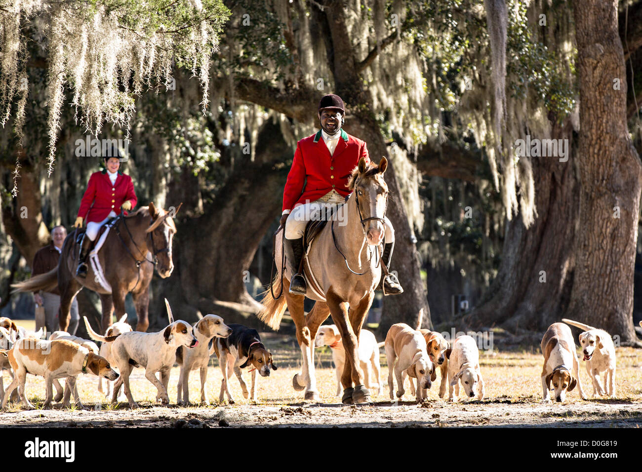 Middleton Hunt Huntsmen Jamie Green leads the hounds at the start of the first hunt of ...