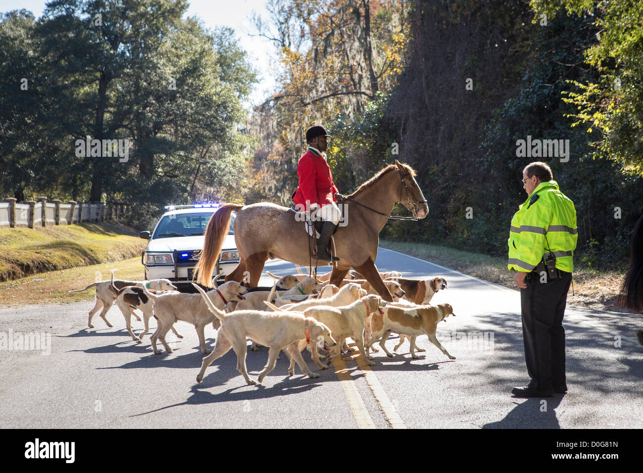 Middleton Hunt Huntsmen Jamie Green leads the hounds across a country road at the ...