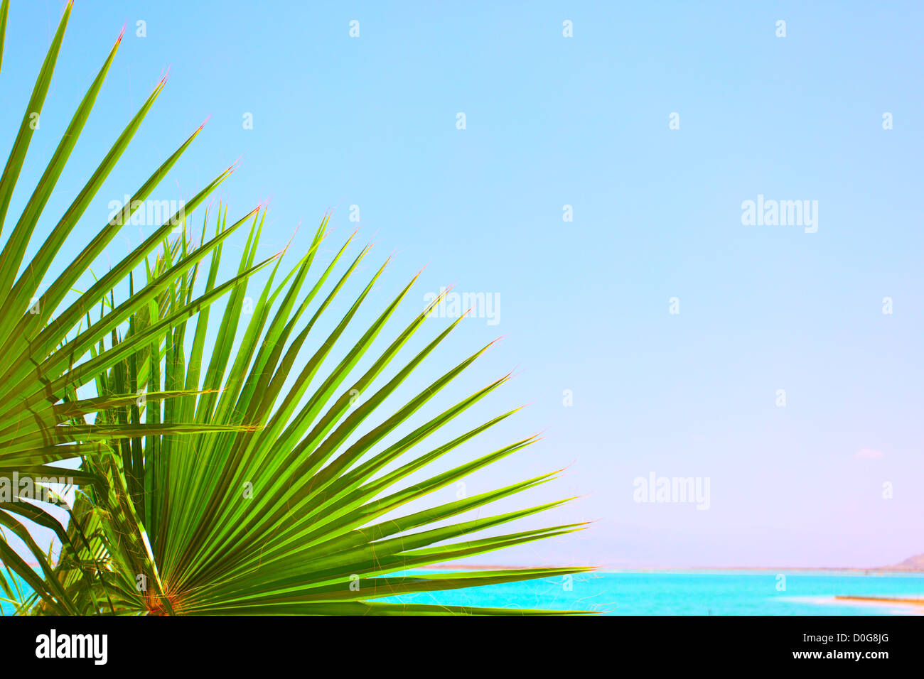 Sea leaves hi-res stock photography and images - Alamy