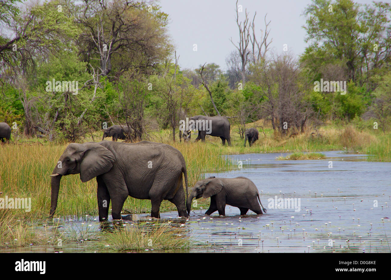 Okavango Elephanats Stock Photo