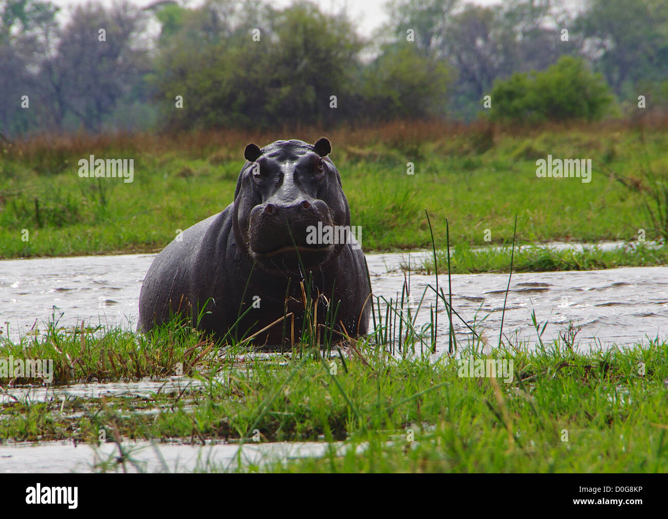 The Hippo Stock Photo