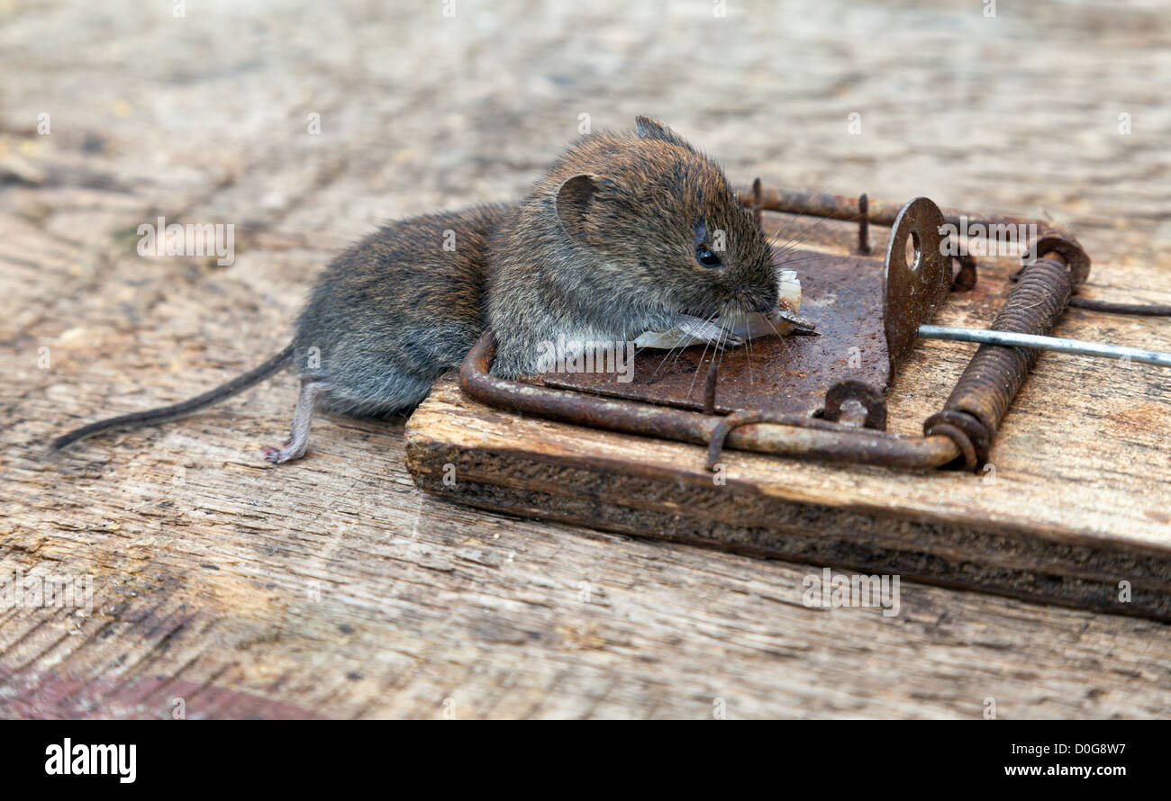 Dead mouse in a mousetrap Stock Photo Alamy