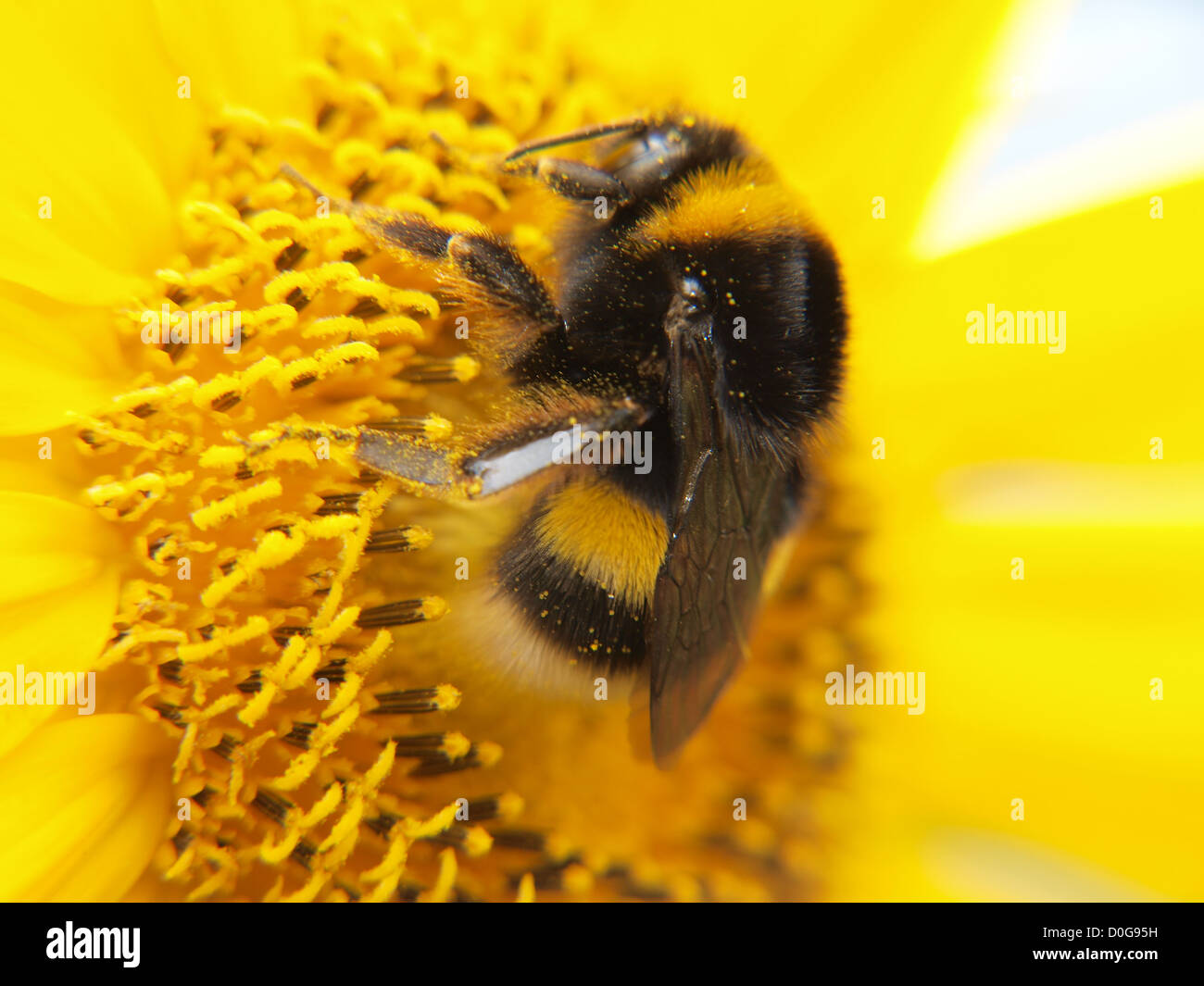 a bumble bee on a bright yellow sunflower full of food Stock Photo