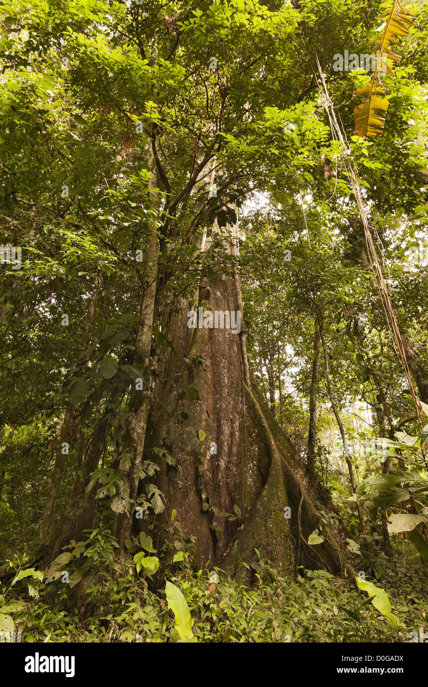 Huge Kapok Tree In Amazon Basin Ecuador Stock Photo Alamy
