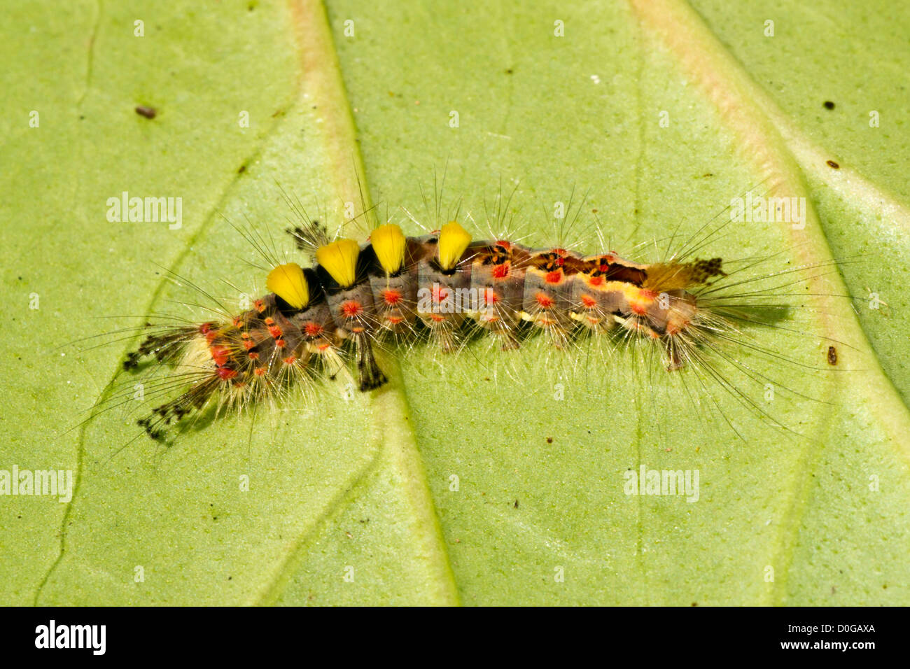 white-marked tussock moth caterpillar